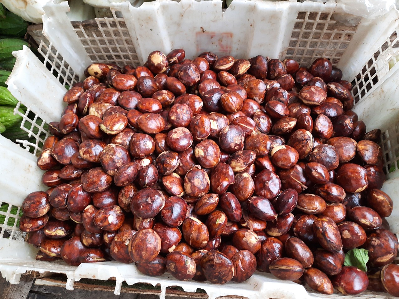 SUPPLIER JENGKOL DI JAKARTA PUSAT