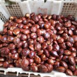 SUPPLIER JENGKOL DI JAKARTA TIMUR